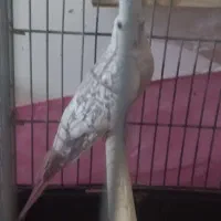 عروس ماده ایزابلا آماده تخم جهت جفتگیری با نر شما