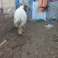 بره نر حسابی
