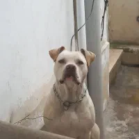 پیتبول نر نه ماهه