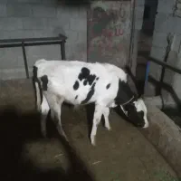 گاوگوساله.نر