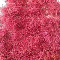 زعفران دیم، منطقه چگنی