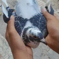 ابلغ پلاکی