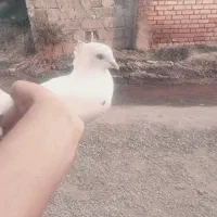 کبوتر معاوضه