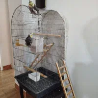 دوتا عروس هلندی سخنگو