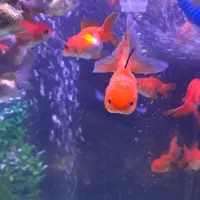 اوراندا ، رنچو ، نژاد دار گرید دار در هر رنگ و مدل