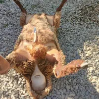 نر بره چاق