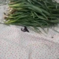 تره تازه کوه ریگ
