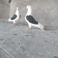 دوکت|پرنده|اهواز, مهرشهر|دیوار