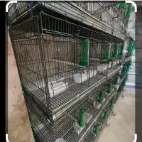 قفس 8 خان اردشیر