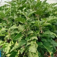 فروش یک هکتار گلخانه دسته دوم