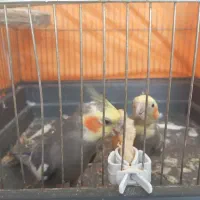 یک جفت عروس هلندی