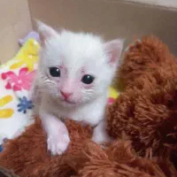 بچه گربه