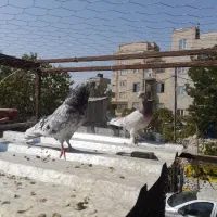 کبوتر کفتر