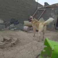 سگ سرابی