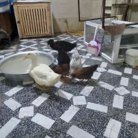 اردک گوشتی وجوجه محلی گوشتی