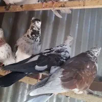 کبوترنروماده سنگین پرس