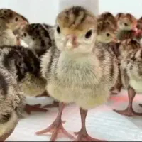 جوجه بوقلمون برنزه
