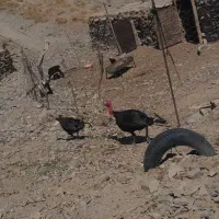 حیوانات