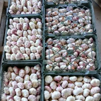 سیر اماده فروش
