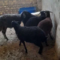 میش وبره  و۴ عدد بره پا پرواری ۳۰ کیلویی