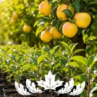 خرید نهال سیب اسموتی شناسه دار