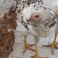 مرغ بومی