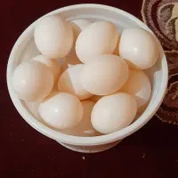 تخم کفتر
