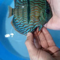 دیسکس از سایز ۲ اینچ تا اورسایز