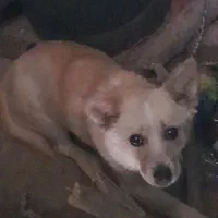 یک عدد سگ پاکوتاه