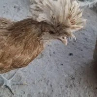 مرغ پولند - لهستانی گلدن