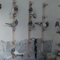 کفتر رنگی