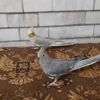 جفت عروس هلندی رام
