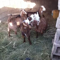 کهره نر