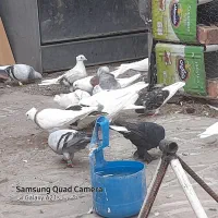 کفتر فروشیحدود ۶۰