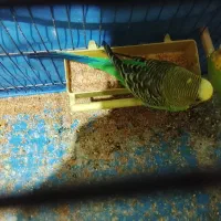 یک جفت مرغ عشق