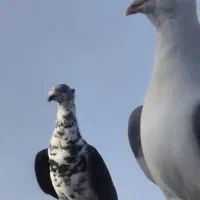 کبوتر سینه