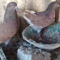 یک جفت کبوتر فروشی