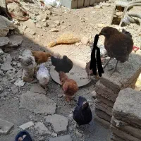 جوجه|حیوانات مزرعه|سنندج, |دیوار