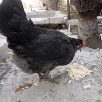 فروش مرغ وخروس