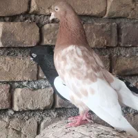 کفتر جفتگاه و پرشی