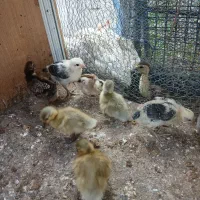 ۳عددجوجه اردک پروازی مرواریدی یک هفته ای