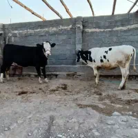 دوراس گوساله ماده