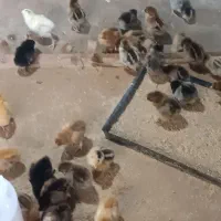جوجه محلی حراج