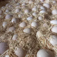 فروش تخم نطفه دار ک. و قر.