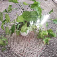 گل های طبیعی شاداب و زیبا