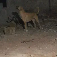 ماده پژدر