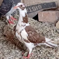کفتر نابلد