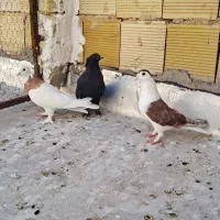 ۸ عدد کبوتر رنگی طوقی زاغ دمسفید