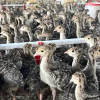 جوجه بوقلمون ۲۰ روزه برنز