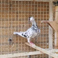 پرنده ماده